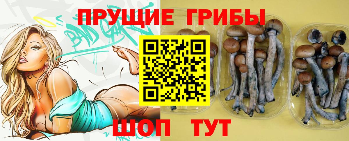 Псилоцибиновые грибы Cubensis Губкинский